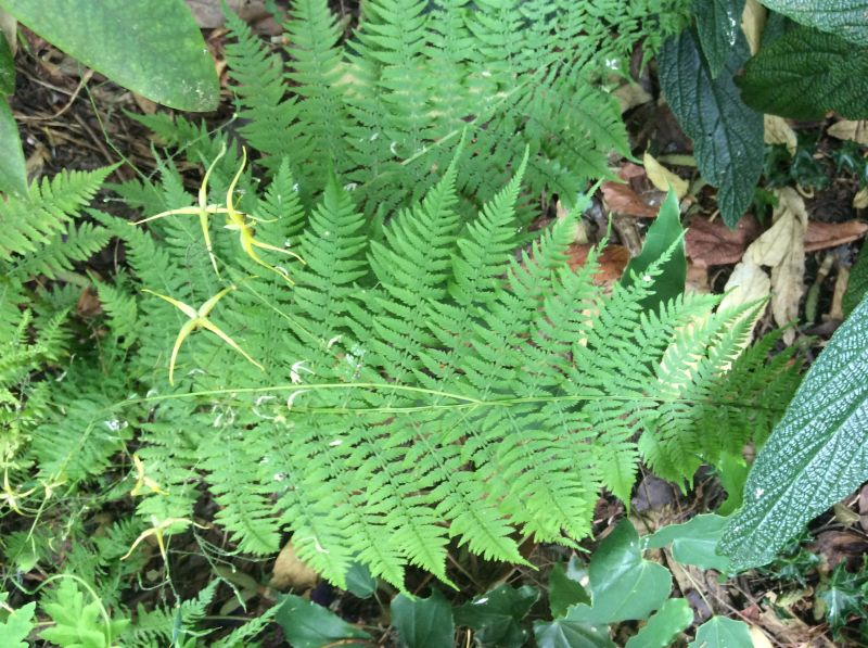Athyrium Veroniae Detail
