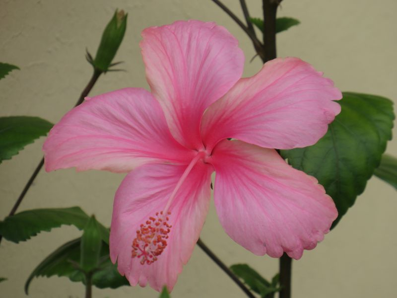 Hibiskus Dainty Pink