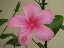 Hibiskus Dainty Pink