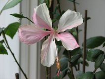Hibiskus Dainty White zweifarbig 2