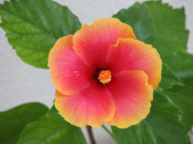 Hibiskus rosa orangefarbener Rand