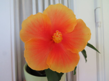 Hibiskus orange gelber Rand