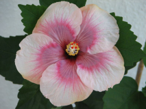 Hibiskus Moon Maiden