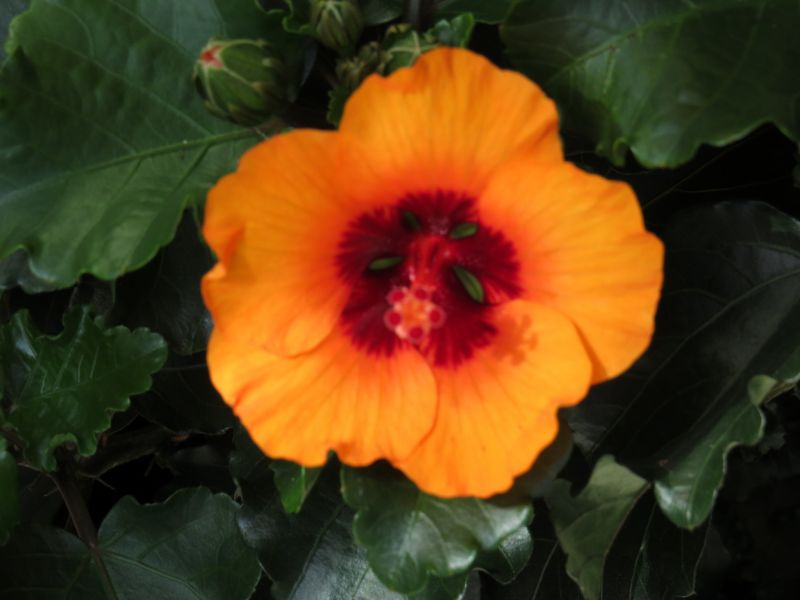 Hibiskus Petit Orange