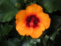 Hibiskus Petit Orange