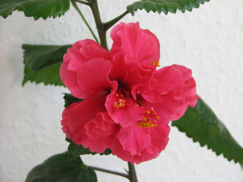 Hibiskus Pride of Hankins