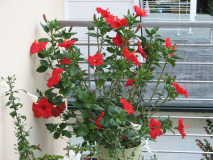 Hibiskus rot