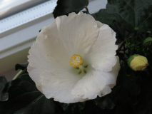 Hibiskus weiß