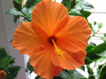 Hibiskus orange