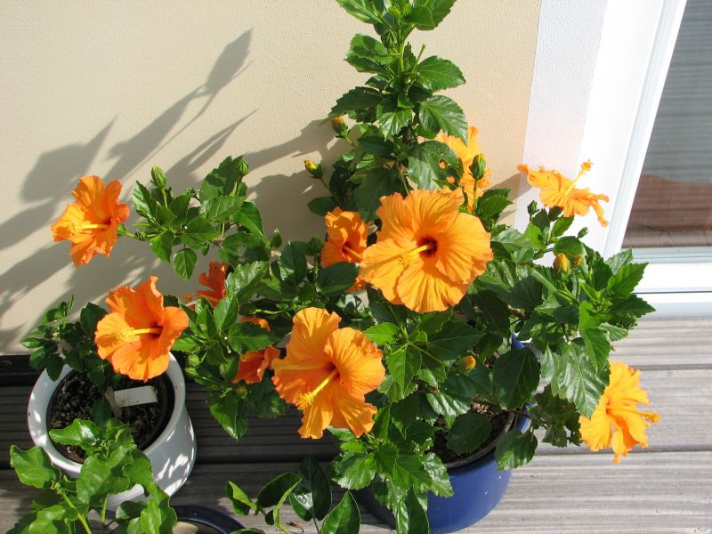Hibiskus orange 2