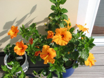 Hibiskus orange 2