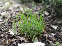 Lavandula angustifolia 'Beate' April 2018 