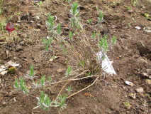 Lavandula angustifolia 'Beate' Mai 2017
