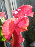Hibiscus rosa-sinensis 'Mahogany Star'