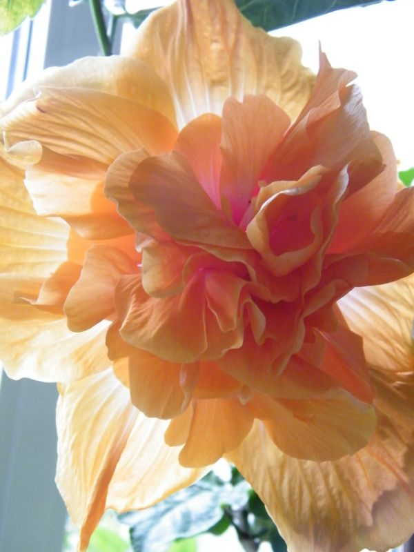 Hibiscus rosa-sinensis 'Mango Moon'