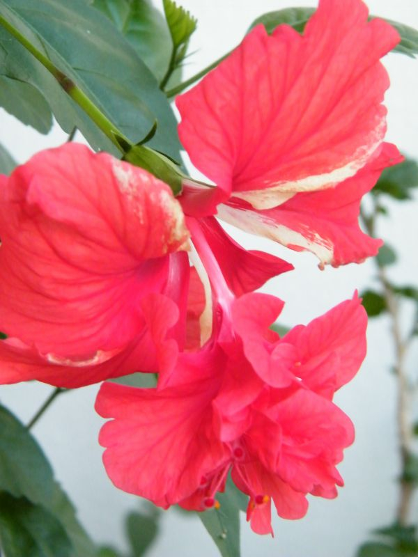 Hibiscus rosa-sinensis 'El Capitolio'