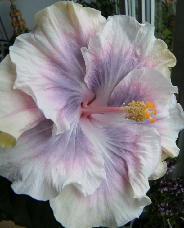 Hibiscus rosa-sinensis 'Tahitian Princess'
