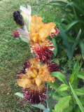 Spiced Tiger TB