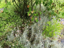 Lavandula angustifolia Melissa white Mutterpflanze Juni 2018