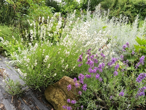 Lavandula angustifolia Melissa white Stecklinge von 2015 Juni 2018