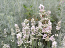 Lavandula angustifolia Melissa white Blüte Juni 2018