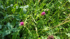 Ackerwachtelweizen - Melampyrum arvense