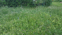 Zottiger Klappertopf - Rhinanthus alectorolophus