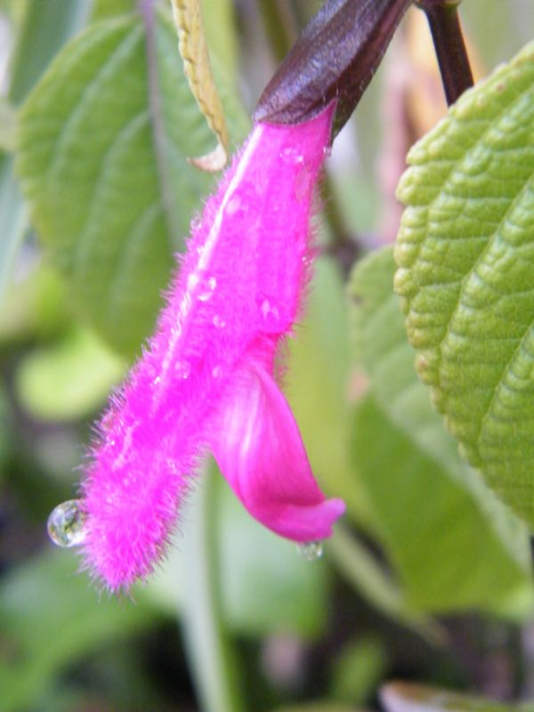 Salvia buchananii