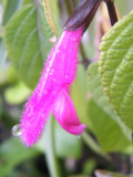 Salvia buchananii