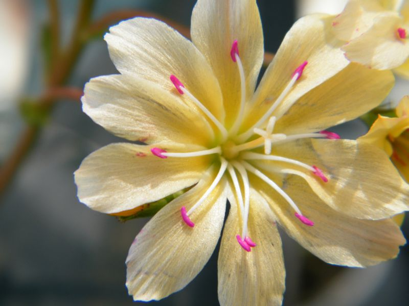 Lewisia 'Little Peach'