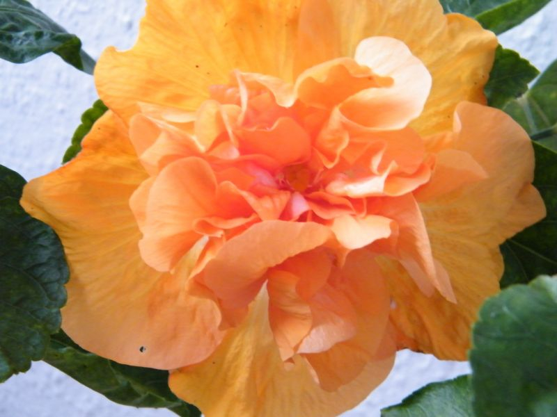 Hibiscus rosa-sinensis 'Mango Moon' 2