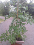 Cocktailtomate Waltinger