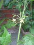 Cocktailtomate Waltinger Blüte
