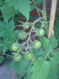 Cocktailtomate Waltinger Frucht
