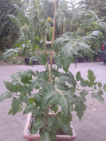 Schwarze Susanne