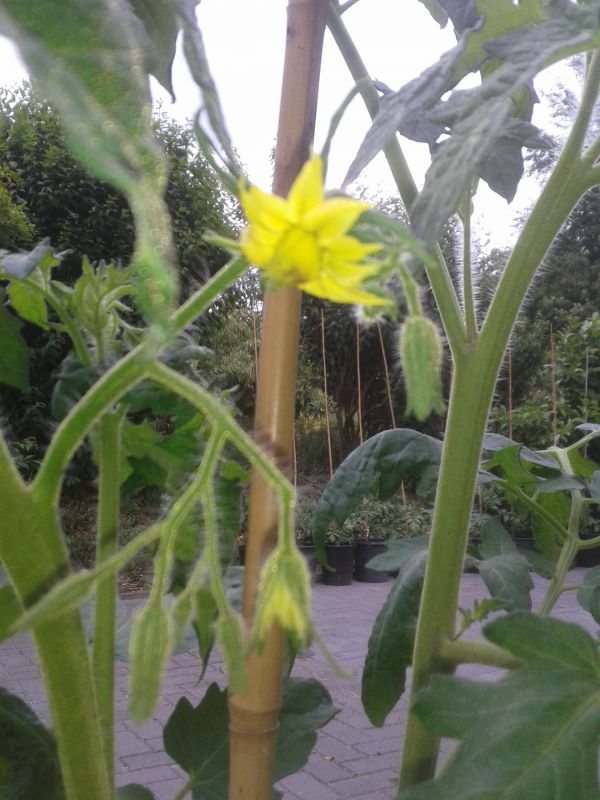 Schwarze Susanne Blüte