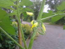 Goldina Blüte