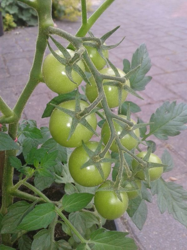 Goldina Fruchtansatz 1