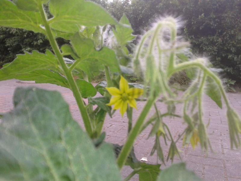 Lime Green Salad Blüte 1