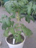Geranium Kiss