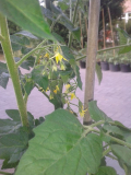 Favorita F1 Blüte