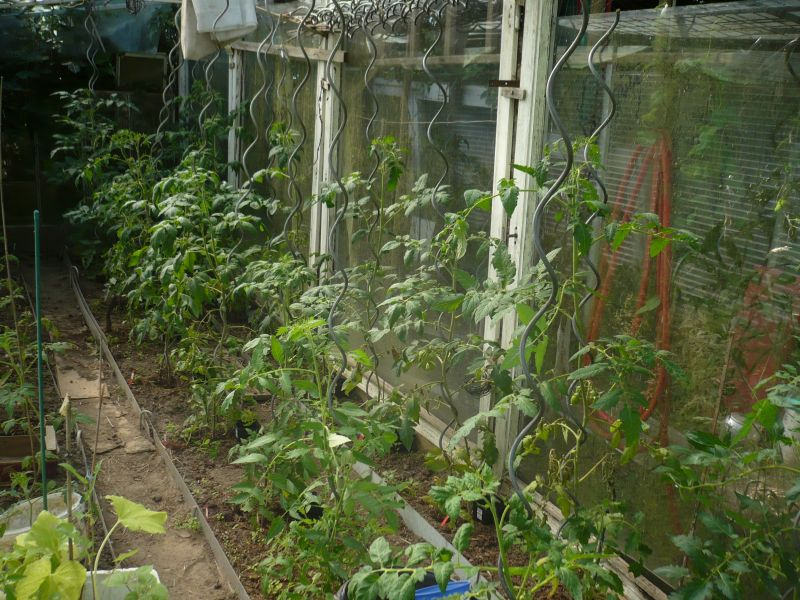 Tomaten 2018
