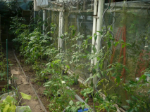 Tomaten 2018