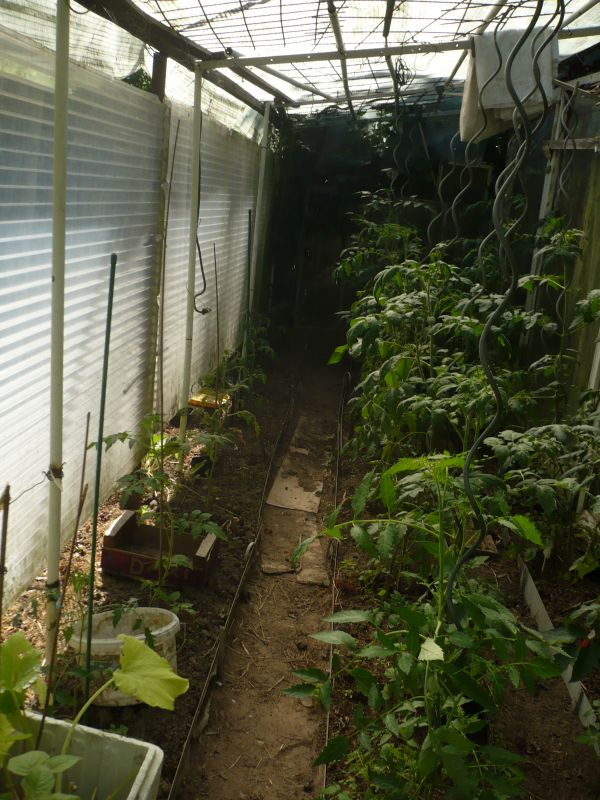 Tomaten 2018