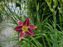 Daylily one  Snake in the grass Boo