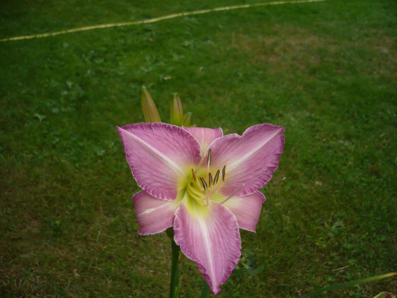 Daylily two Lady Liz