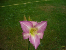 Daylily two Lady Liz