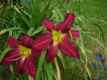 Daylily three