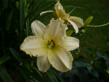 Daylily four