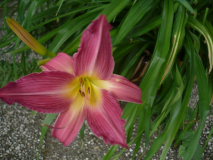 Daylily five